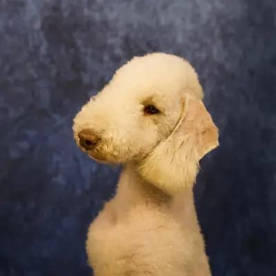 Bild aus The Bushwalker  in Niedersachsen, wo unsere Chinese Crested Dog-Hunde in einer liebevollen Umgebung aufwachsen.