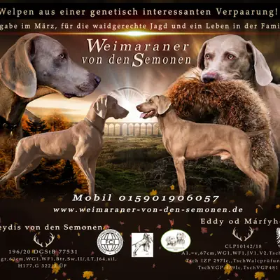 Rüde vom 13.1.24 – Weimaraner Welpe, Brandenburg, Aufgezogen von Weimaraner von den Semonen