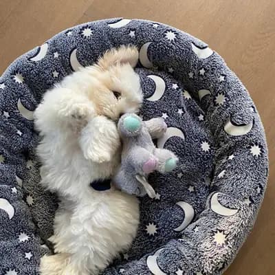 Galerie-Bild von from CotonOfHappyness  in Nordrhein-Westfalen, mit Eindrücken unserer Coton de Tulear-Zucht.