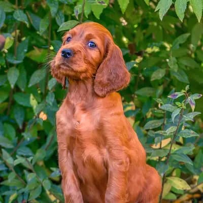 Galerie-Bild von of the maroon fellows in Bayern, mit Eindrücken unserer Irish Red Setter-Zucht.