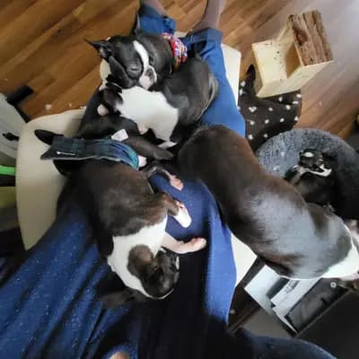 Galerie-Bild von Beutler's Boston Terrier in Hessen, mit Eindrücken unserer Boston Terrier-Zucht.