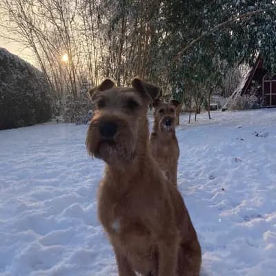 Titelbild von CATCH-ME-BANDITS  in Schleswig-Holstein, Heimat unserer Irish Terrier-Zucht.