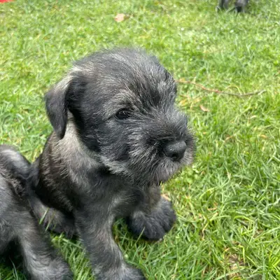 Hundezucht von den Kalkseehexen cover