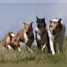 Eder Valley’s Flying Paws cover