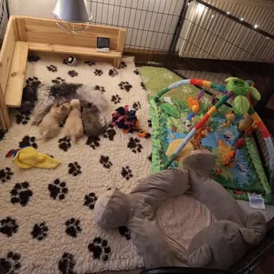 Bild aus Hundezucht vom Dresdner Waldschlößchen in Brandenburg, wo unsere Havaneser-Hunde in einer liebevollen Umgebung aufwachsen.