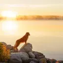 Nova Scotia Duck Tolling Retriever