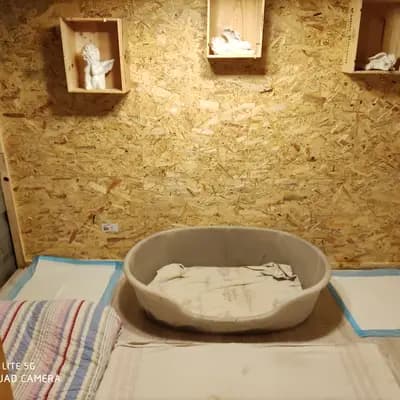 Bild aus Angelic Power Bulldogs und vom Yangbajain-Tal in Mecklenburg-Vorpommern, wo unsere Shih Tzu-Hunde in einer liebevollen Umgebung aufwachsen.
