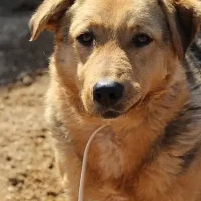 Vica – Altdeutscher Schäferhund, Krefeld, Im Tierheim TierRettung-Ausland e.V.