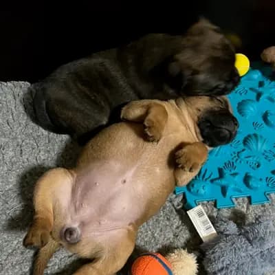 Galerie-Bild von MeinHeart Staff’s  in Sachsen, mit Eindrücken unserer Staffordshire Bull Terrier-Zucht.