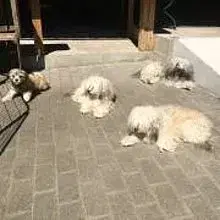 vom Alten Dorfladen cover