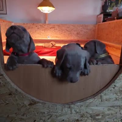 Bild aus Weimaraner aus der Holzgasse in Niederösterreich, wo unsere Weimaraner-Hunde in einer liebevollen Umgebung aufwachsen.