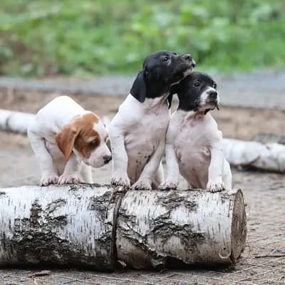 Foto des O-Wurf von English Pointer in Zwinger von den Dachsfichten, aufgenommen in Brandenburg.