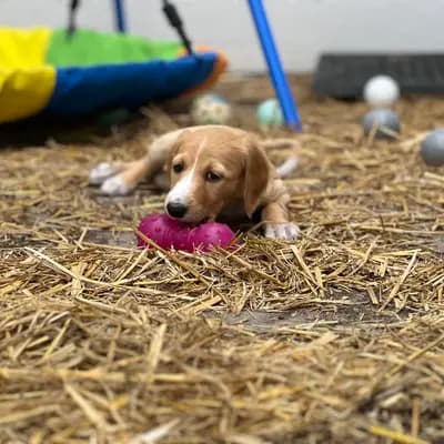 Bild aus Del'Neshin in Nordrhein-Westfalen, wo unsere Saluki-Hunde in einer liebevollen Umgebung aufwachsen.