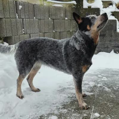 Foto von Onka, einem Australian Cattle Dog-Elternhund in Nordrhein-Westfalen.