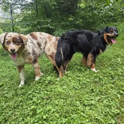 Pixy – Australian Shepherd Welpe, Rheinland-Pfalz, Vychovával Australian Shepherds vom Purzels-Hof