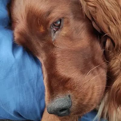 Galerie-Bild von of the maroon fellows in Bayern, mit Eindrücken unserer Irish Red Setter-Zucht.