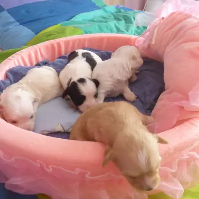 Bild aus de Lupatus in Bayern, wo unsere Bolonka Zwetna (Nationale Rasse)-Hunde in einer liebevollen Umgebung aufwachsen.