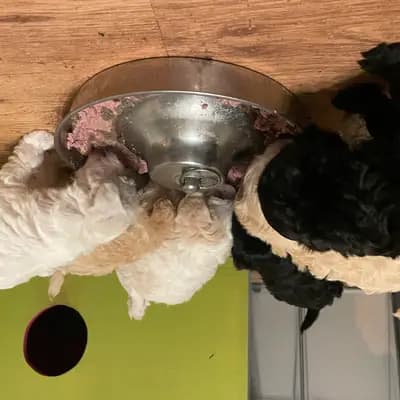 Bild aus von Vivian’s Rasselbande  in Brandenburg, wo unsere Deutscher Boxer-Hunde in einer liebevollen Umgebung aufwachsen.