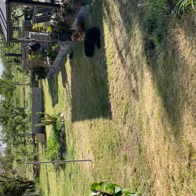 Bild aus Hovawarte von Doberow  in Brandenburg, wo unsere Hovawart-Hunde in einer liebevollen Umgebung aufwachsen.