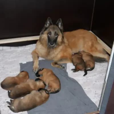 Titelbild von Tervueren vom Reesberg in Nordrhein-Westfalen, Heimat unserer Belgische Schäferhunde-Zucht.