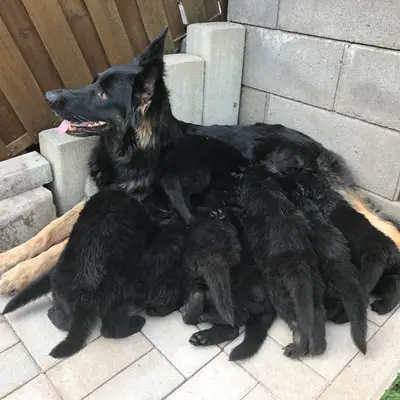 Bild aus Zuchtstätte Dt. Schäferhunde "of Wolfcubs" in Saarland, wo unsere Deutscher Schäferhund-Hunde in einer liebevollen Umgebung aufwachsen.