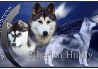 Galerie-Bild von Of-white-Eternity Huskys in Sachsen-Anhalt, mit Eindrücken unserer Siberian Husky-Zucht.
