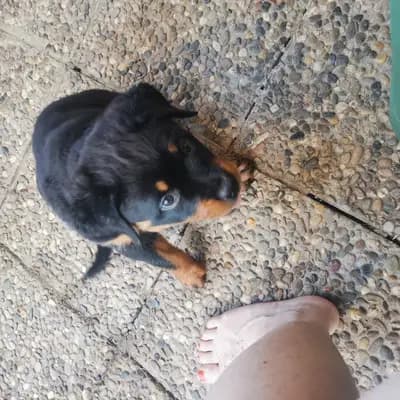 Bild aus Rottweiler von der Strahlenburg  in Baden-Württemberg, wo unsere Rottweiler-Hunde in einer liebevollen Umgebung aufwachsen.