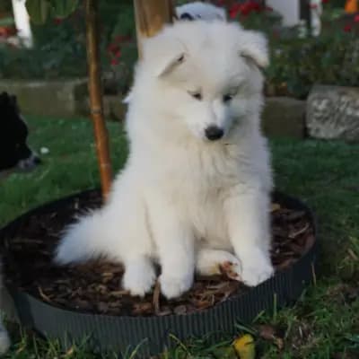 Galerie-Bild von von den Franken Spitzen in Bayern, mit Eindrücken unserer Großspitz-Zucht.