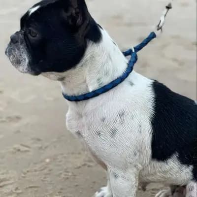 Galerie-Bild von Active Bulldogs in Rheinland-Pfalz, mit Eindrücken unserer Französische Bulldogge-Zucht.