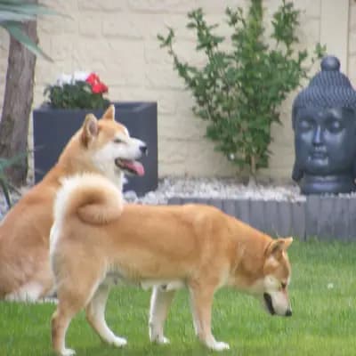 Bild aus Shiba Inu Zucht aus Nippon's Reich in Sachsen, wo unsere Shiba Inu-Hunde in einer liebevollen Umgebung aufwachsen.