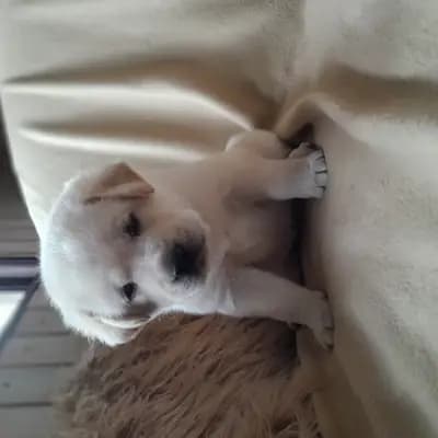 Hündinn mit rosa Halsband - Labrador Retriever Welpe in Schleswig-Holstein