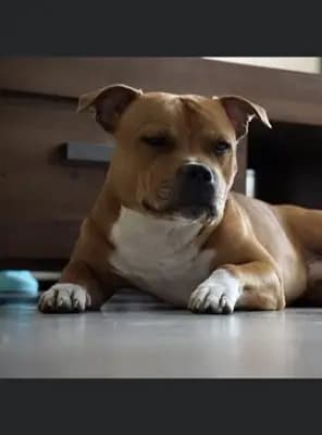 Galerie-Bild von MeinHeart Staff’s  in Sachsen, mit Eindrücken unserer Staffordshire Bull Terrier-Zucht.