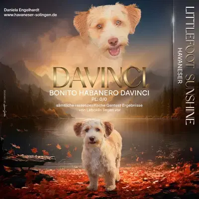 HAVANESER - Deckrüde - \"DAVINCI\" - Havaneser Welpe in Nordrhein-Westfalen