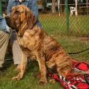 Fila Brasileiro