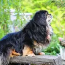 Tibet Spaniel