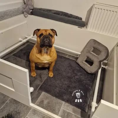 Bild aus Bachgau_B_Bulls LIEBHABER Zucht in Bayern, wo unsere Continental Bulldog (Nationale Rasse)-Hunde in einer liebevollen Umgebung aufwachsen.