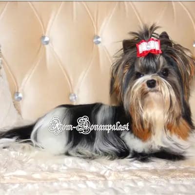 Erwachsene Biewer Yorkshire Terrier Rüde. – Yorkshire Terrier Welpe, Bayern, Criado por Hundezucht vom Donaupalast