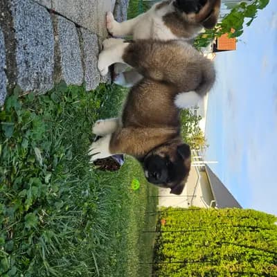 Bild aus On the highest in Baden-Württemberg, wo unsere Amerikanischer Akita-Hunde in einer liebevollen Umgebung aufwachsen.