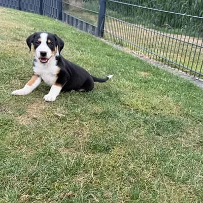 Appenzeller Sennenhund Welpen Abgabebereit – Appenzeller Sennenhund Welpe, Nordrhein-Westfalen, Élevé par Dieters Hundezucht