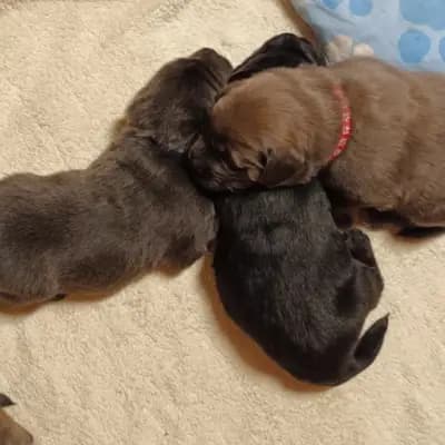 Galerie-Bild von Hundezucht von dem grünen Felde in Niedersachsen, mit Eindrücken unserer Do Khyi-Zucht.
