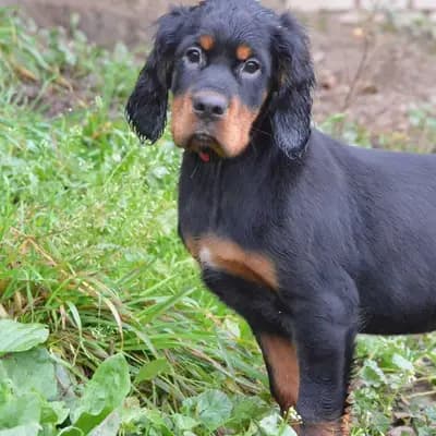 Galerie-Bild von Black Devil´s in Bayern, mit Eindrücken unserer Gordon Setter-Zucht.