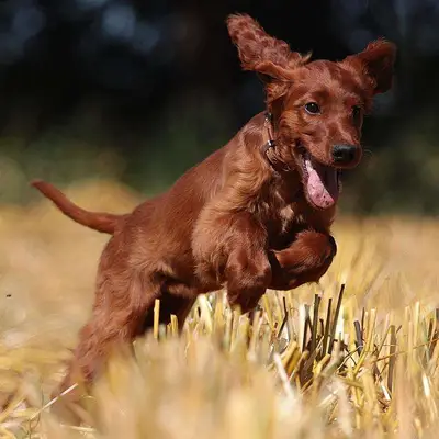 Galerie-Bild von Irish red Setter "fighting irish´s" in Nordrhein-Westfalen, mit Eindrücken unserer Irish Red Setter-Zucht.