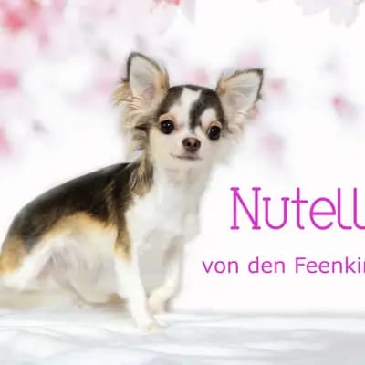 Nutella