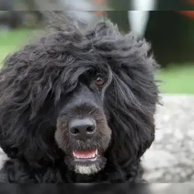 Surfers Legacy cover