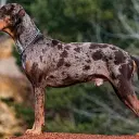Catahoula Leopard Dog