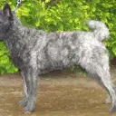 Holländischer Schäferhund (Rauhhaar)