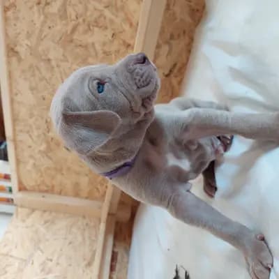 Foto von !VERKAUFT! Maximus (der Grösste), einem Weimaraner (kurzhaar)-Welpe in Niederösterreich.