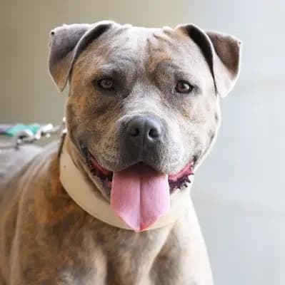 Foto von Taiga, einem geretteten American Staffordshire Terrier in Berlin.