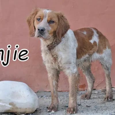 Benjie
