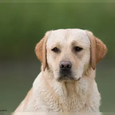 Ideal Companion cover